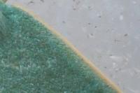 Chlorissa viridata