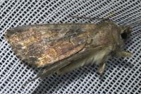 Lacanobia suasa