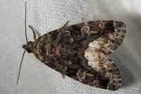 Deltote pygarga