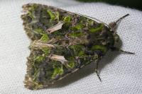 Trachea atriplicis