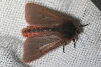Phragmatobia fuliginosa