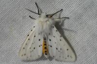 Spilosoma lubricipeda