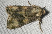 Craniophora ligustri