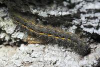 Eilema caniola