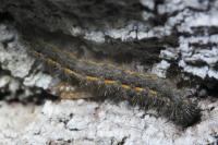 Eilema caniola