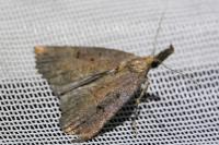 Hypena rostralis