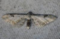 Eupithecia centaureata