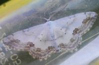 Scopula ornata