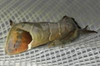 Clostera curtula