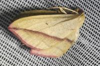 Timandra comae