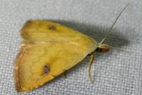 Rivula sericealis