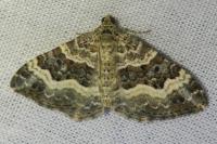 Epirrhoe alternata