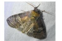Tethea ocularis