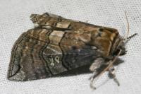 Tethea ocularis