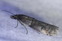 Acrobasis obliqua