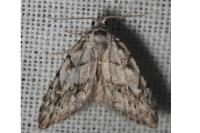 Nola cicatricalis