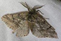 Lycia hirtaria