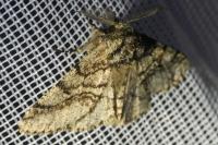 Lycia hirtaria