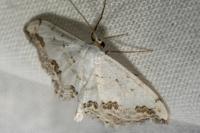 Scopula ornata
