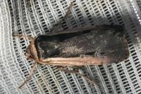 Ochropleura leucogaster