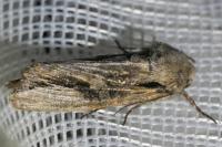 Egira conspicillaris