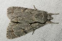 Acronicta psi/tridens