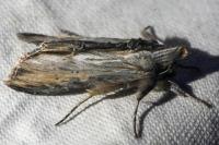 Cucullia thapsiphaga