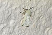 Spilosoma lubricipeda