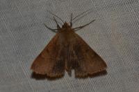 Minucia lunaris