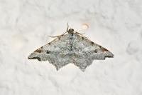 Macaria alternata