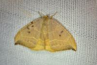 Watsonalla binaria