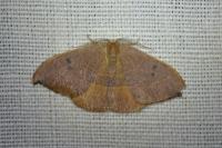 Watsonalla uncinula