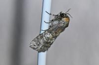 Tethea ocularis