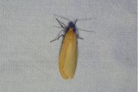 Wittia sororcula