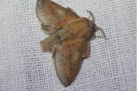 Phyllodesma tremulifolia
