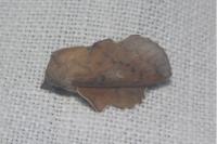 Phyllodesma tremulifolia