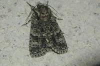 Acronicta rumicis