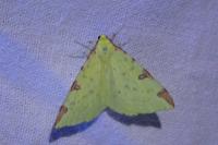 Opisthograptis luteolata