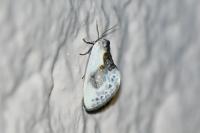Cilix glaucata