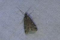 Pyrausta despicata