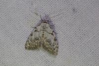 Nola confusalis