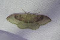 Idaea degeneraria