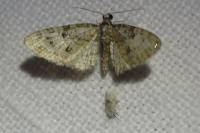 Eupithecia abbreviata/dodoneata