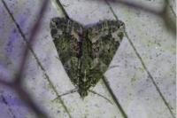 Chloroclysta siterata