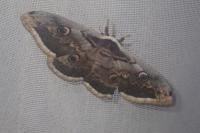 Saturnia pyri