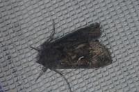 Autographa gamma