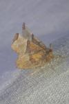 Selenia lunularia