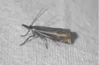 Crambus lathoniellus