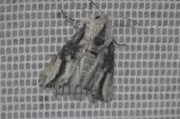 Egira conspicillaris