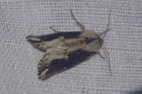 Egira conspicillaris